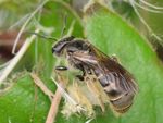 Lasioglossum marginatum